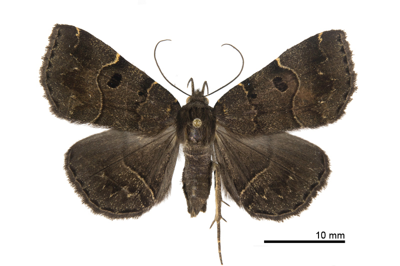 Cidariplura nigristigmata Female